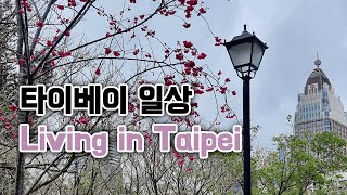 타이베이 VLOG 🌸 구아바 케이크 맛집을 발견해 기뻤고 이른 벚꽃놀이에 신났던 날들 🍰 台北美食 芭樂蛋糕 台北景點 台北生活