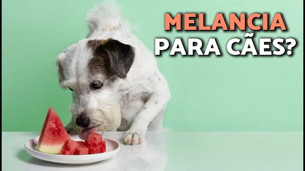 Cachorro pode comer MELANCIA? 🐶🍉Como dar melancia ao seu cão COM SEGURANÇA!