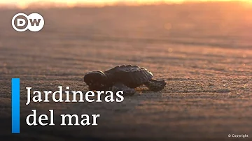 ¿En qué época del año eclosionan las tortugas marinas en Puerto Vallarta?