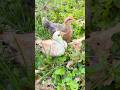 Chickens Enjoy Outdoor Field Trip #chickenkeeping #backyardchickens
