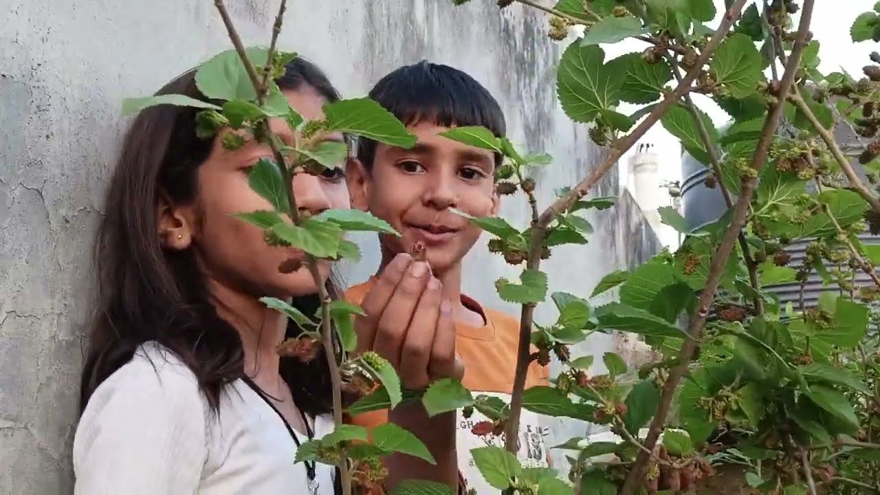 Kids Terrace Garden Tour 🌱🍅 | बच्चों ने दिखाए फल और सब्जियों के पौधे | Nira & Pranav