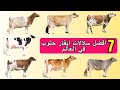 أفضل 7 سلالات أبقار حلوب في العالم 