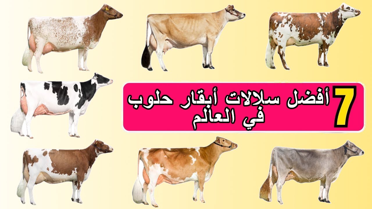 أفضل 7 سلالات أبقار حلوب في العالم