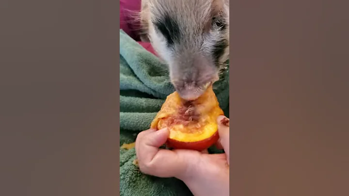 Baby potbelly pig