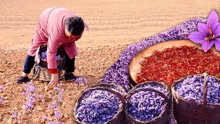 Saffron, the 'red gold' of gastronomy. Cultivation, harvesting and manual extraction of this spice