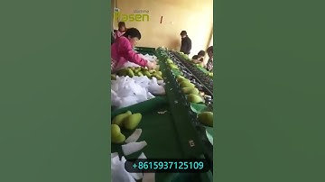 mango weight sorting machine / mango weight grading machine From Sally 0086-15937125109