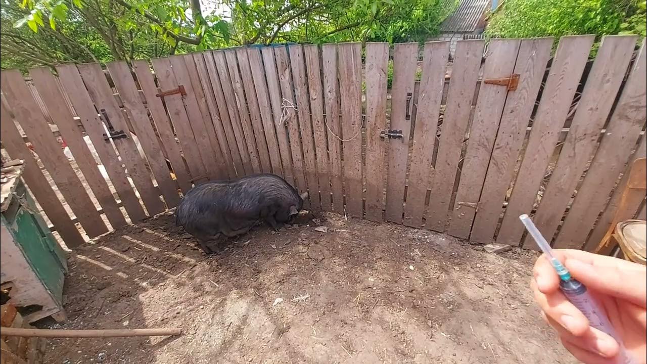 Пропала свинья