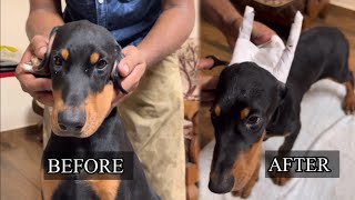 Dogs Ear Posting Method After Ear Cropping 🐕 By Loyal Dog Training Academy Kerala