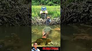 Gerak Cepat Kucing Ini Menangkap Ikan Di Sungai  animals cat fish shorts