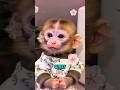 Top 5 Cutest Animal Moments That Will Make Your Day Better (Part 2) 🥰 #cutecritters
