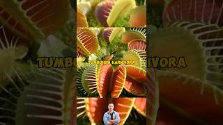 Download Lagu Fakta Menarik Video YouTube Short#shorts#shortvideo MP3