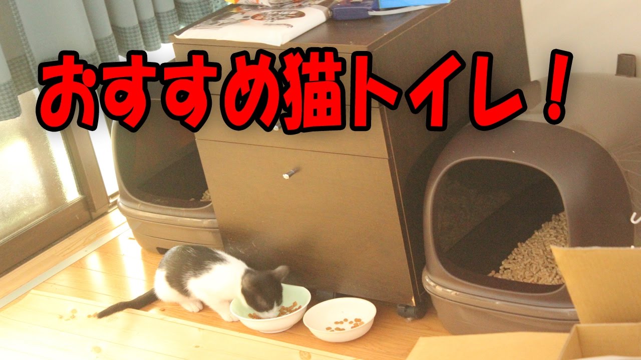 おすすめ猫トイレ ドーム型 砂もセットで初めての購入に Youtube