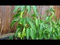 Life cycle of a banana pepper