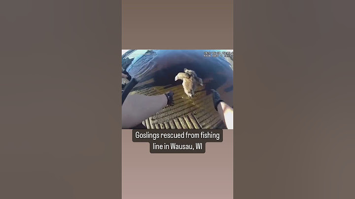 Goslings Trapped in Fishing Line Reunited With Family After Being Freed by Cops