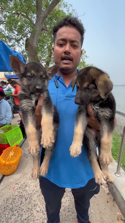 german-shepherd-puppies-sell-low-price-galiff-dog-germandog-puppy