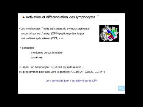 Video: CD45RA + CCR7 - T8 Celice CD8, Ki Jim Primanjkuje Kostimulatorskih Receptorjev, Kažejo Povečano Pogostost V Periferni Krvi Bolnikov Z NSCLC, Ki Se Odzivajo Na Nivolumab