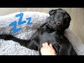 MY DOGS NIGHT ROUTINE!!