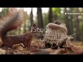 Animal hidden abilities #shorts #viralvideo