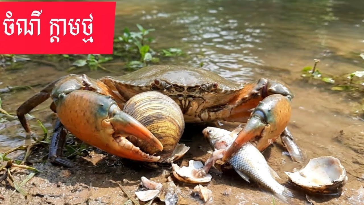 របៀប សុីចំណីរបស់ក្តាមថ្ម.