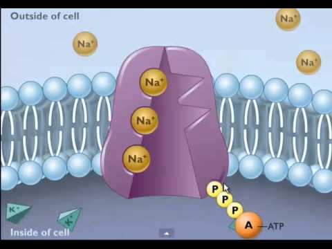 Βίντεο: Τι είναι η κυτταρική μεμβράνη αντλίας;