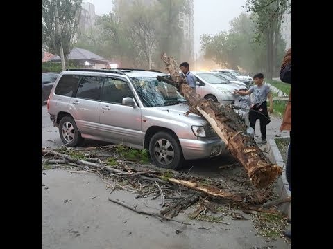 Сильный ветер в Бишкеке валит деревья