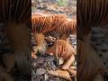 #mushroom #nature #fungi #foraging #mycology #pnw #outdoors