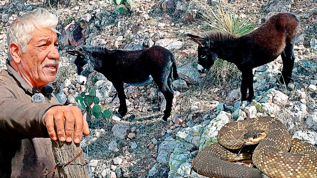 LOS BURROS que se hicieron SALVAJES cuando SE FUERON A ESTADOS UNIDOS sus dueños