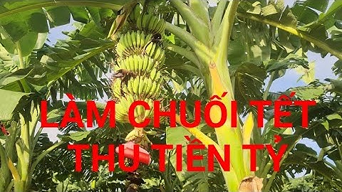 Kinh nghiệm trồng Chuối tết đạt tỷ lệ cực cao, thu tiền tỷ