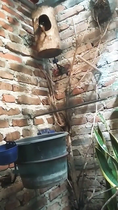 induk burung murai jantan meloloh anaknya di sarang
