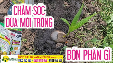 Cách chăm sóc dừa mới trồng