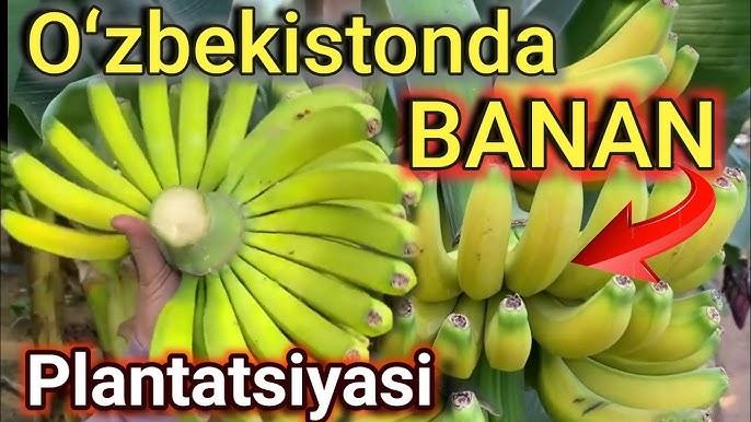 Banan bilan xotini haqida video