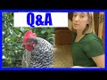 Most Efficient Chicken Coop Tour (Questions &amp; Answers)