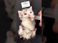 Annesiz Kalan Yavruya Şefkat Eli #shorts #keşfet #cute #baby #viral #cat
