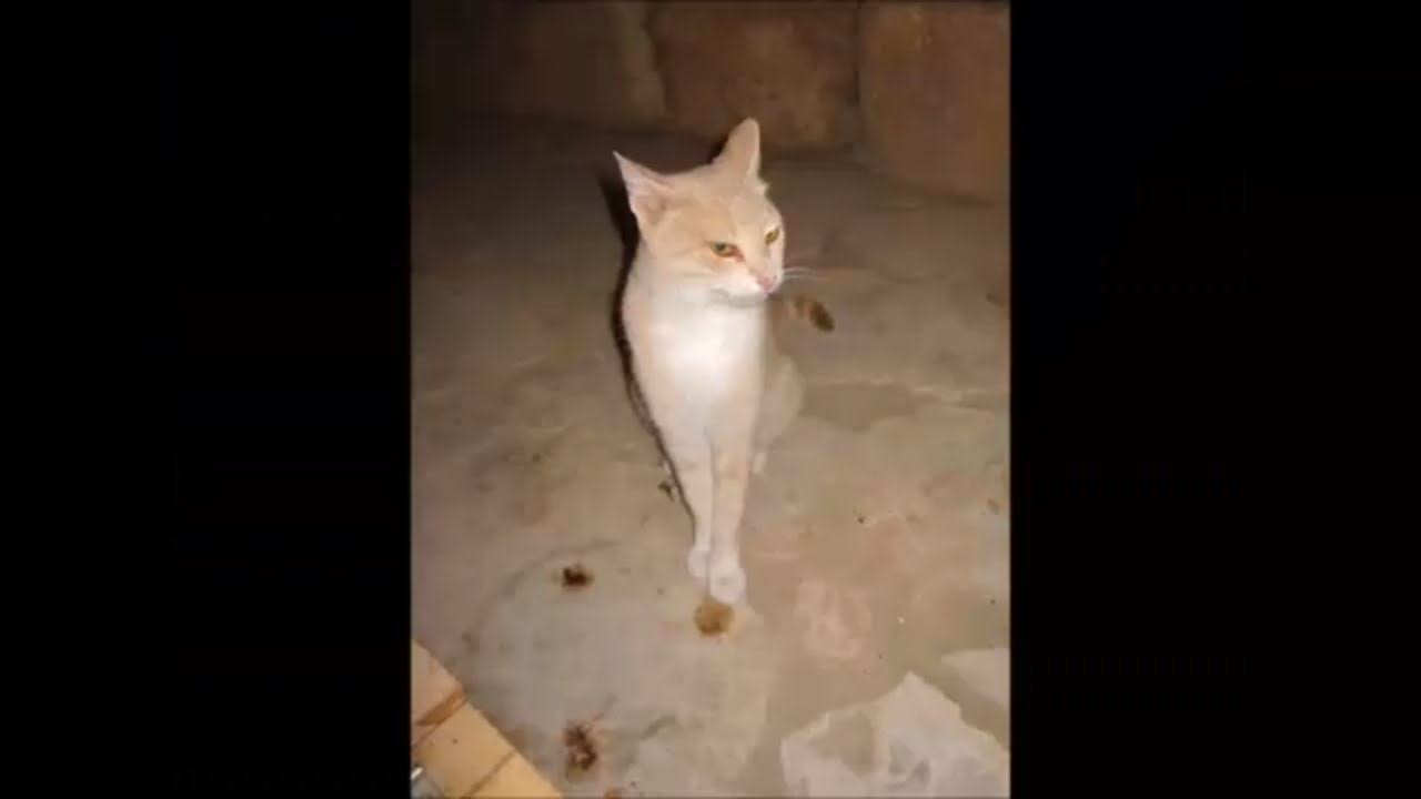 Cats of Travels in Israel and Palestine: Red, Med, and Dead Seas Tour - part 2 of 2