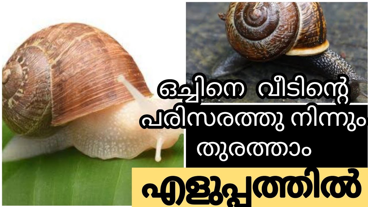 ഒച്ച് ശല്യം ഒഴിവാക്കാന് എളുപ്പവഴി അഞ്ചു പൈസ ചിലവില്ലാതെ HOW TO REMOVE ...