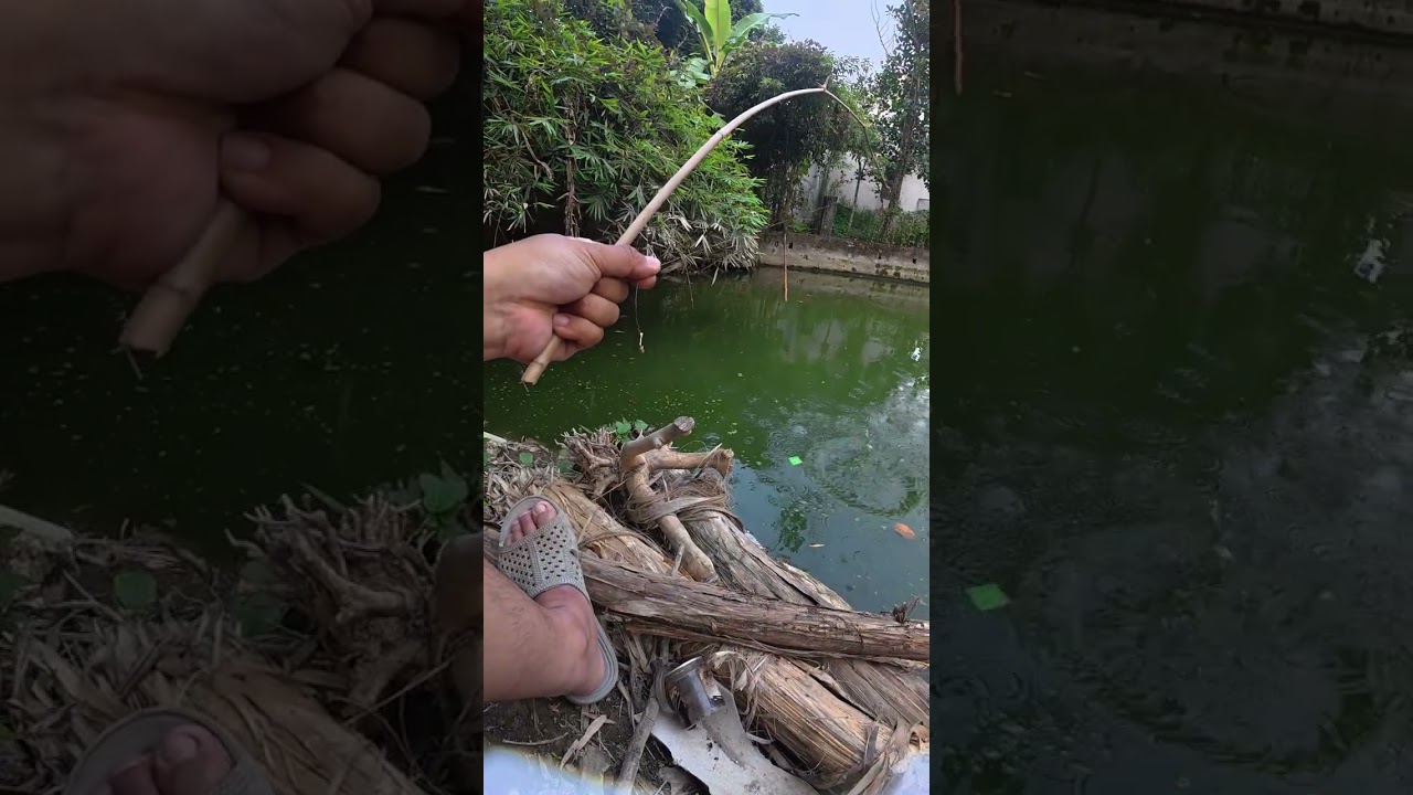 Câu dạo kiếm con cá rô nướng #cauca #fishing #fish #trending #xuhuong