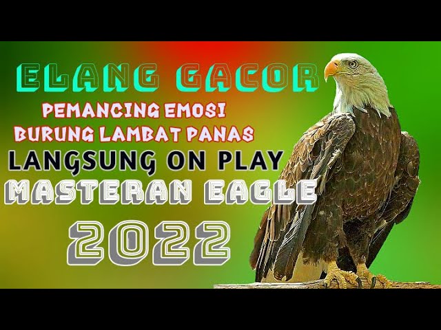Elang Gacor Melengking Untuk Masteran Suara Asli Burung Elang Jernih class=