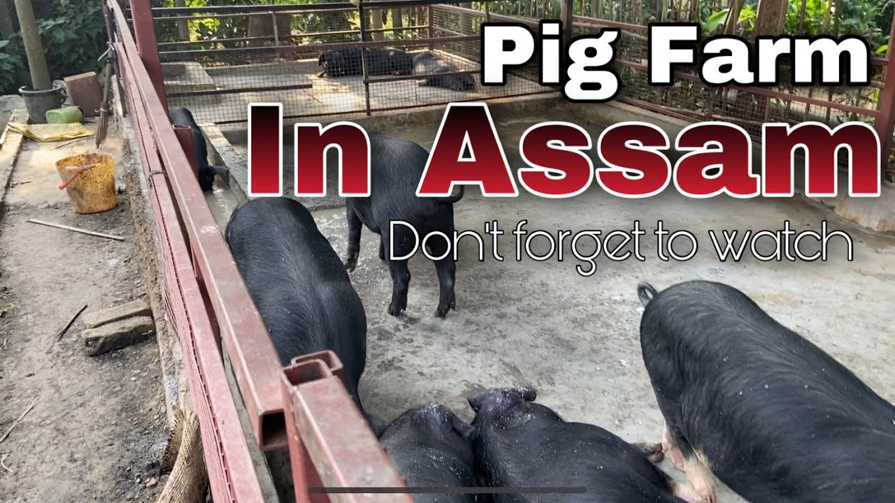 Pig Farm In Assam YouTube Pig Farm In Assam YouTube