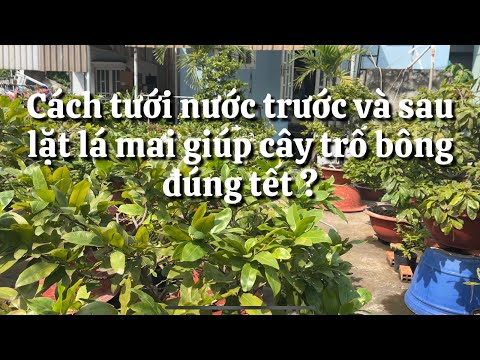 Cách tưới nước đúng trước và sau khi lặt lá mai // 11-12 âm lịch mới 2023