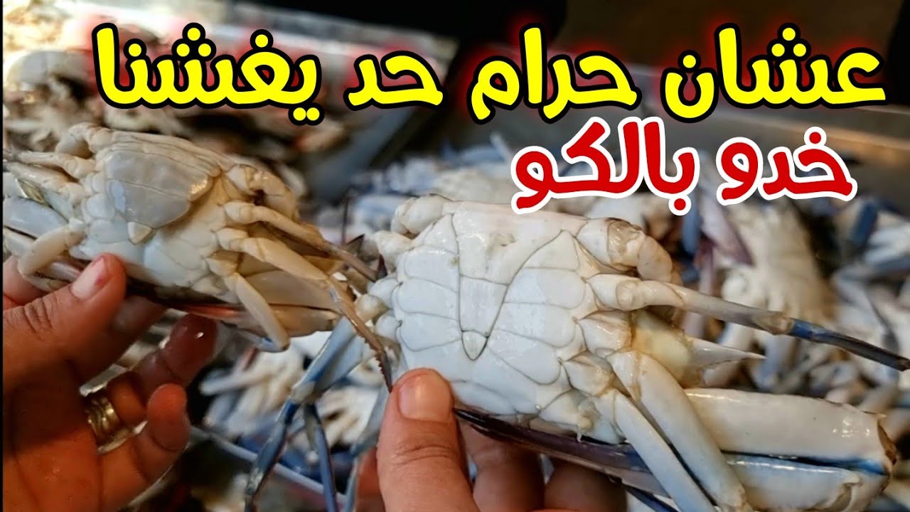 إزاي تختار الكابوريا الطازه المليانه والمبطرخه 🦀 بكل سهوله 👌 يكشفها لنا ملك الكابوريا بالسويس