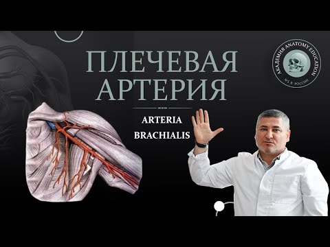 Артерии верхней конечности. Плечевая артерия / arteria brachialis