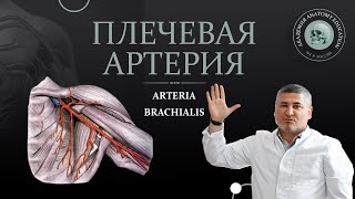 Артерии верхней конечности. Плечевая артерия / arteria brachialis