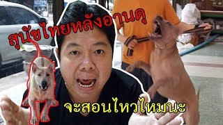 สุนัขไทยหลังอานดุ ปรับเปลี่ยนพฤติกรรม (มีทรัพย์ )