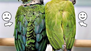 Explaining Feather Condition in Parrots | Feat. Matt Gosbell