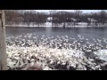 Huge Gathering of Trumpeter Swans in Monticello MN .MOV