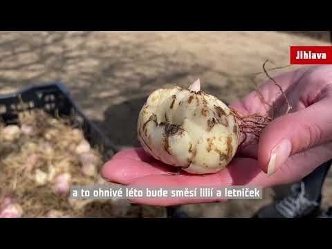 Video: Jak Krmit Lilie? Jak Je Na Jaře Nakrmit Pro Bujné Kvetení Na Zahradě? Nejlepší Pravidla Oblékání V Létě V Období Pučení?