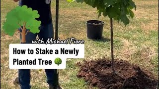 🌳How to stake a newly planted tree.