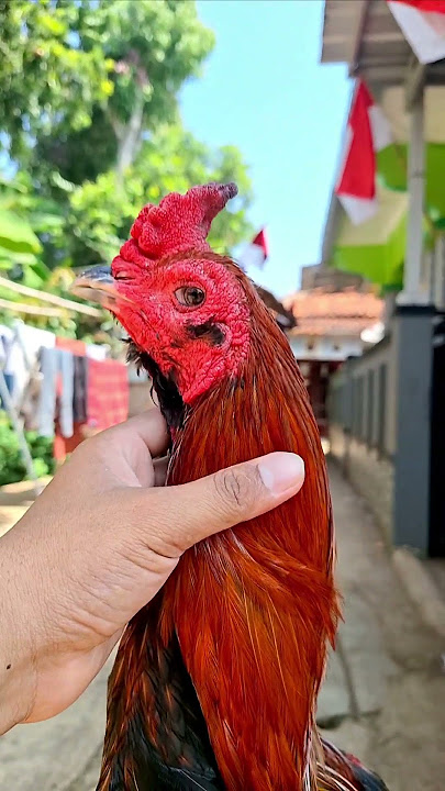 Kemewahan ayam pama ninja firoce 😲😲▶️⏬️⏬️
