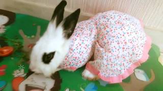 ROPA PARA CONEJOS MUY FACIL - YouTube
