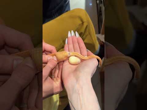 ЗАЧЕМ Я ВЫДАВЛИВАЮ ЗМЕИНЫЕ ЯЙЦА?